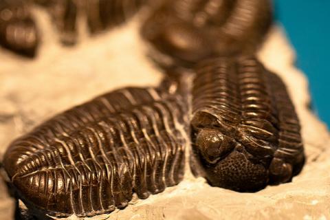 Trilobite (Phacops rana) Trilobite (Phacops rana)