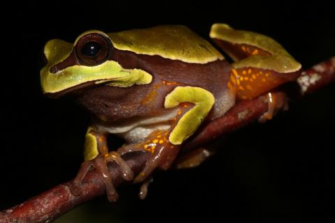 Pine Barrens treefrog Pine Barrens treefrog