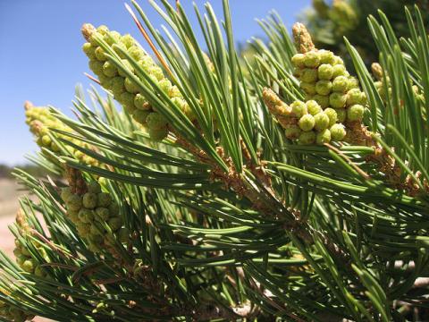 Pinyon tree Pinyon tree (Pinus edulis)