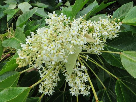 Pua Kukui Pua Kukui; candlenut tree blossoms