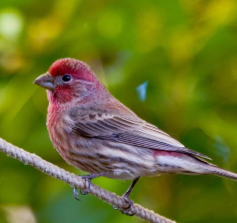 Purple finch Purple finch