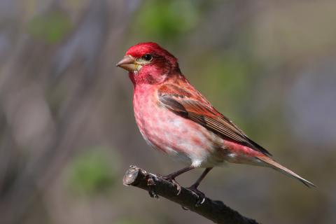 Photo of Purple Finch, offical state bird of New Hampshire