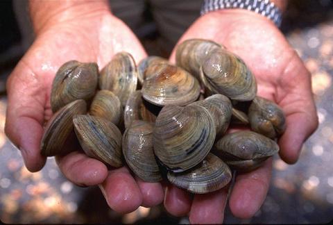 Hard clams or quahaugs Hard clams (Mercenaria mercenaria), commonly called quahaugs