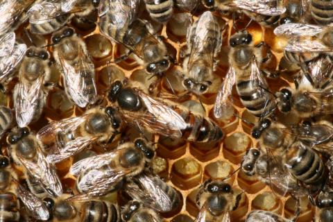 Queen honeybee Queen honeybee