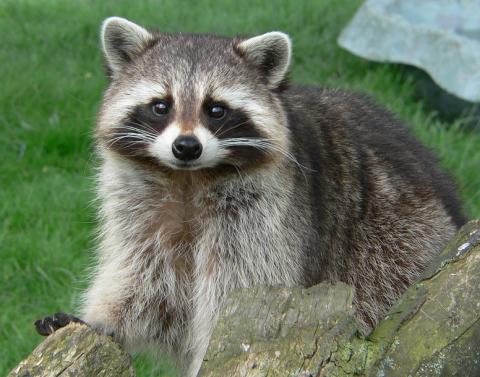 Raccoon Raccoon