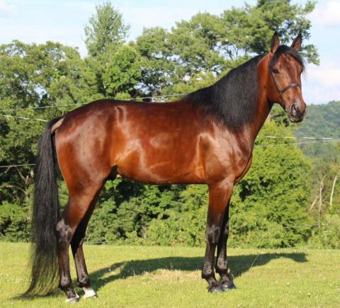 Racking horse stallion 