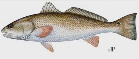 Red drum illustration Red drum