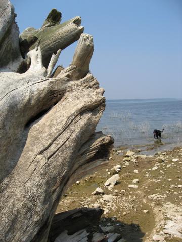 Elk Rock State Park Driftwood on shore of Red Rock Lake/Reservoir, Iowa