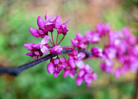 Eastern redbud tree blossoms (Cercis canadensis) 