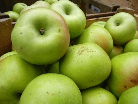 Rhode Island greening apples