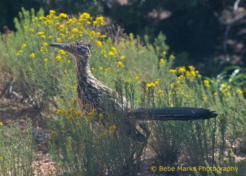 Greater roadrunner Greater roadrunner