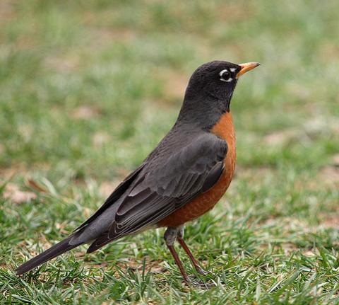 American Robin - state symbol of Connecticut, Wisconsin, and Michigan