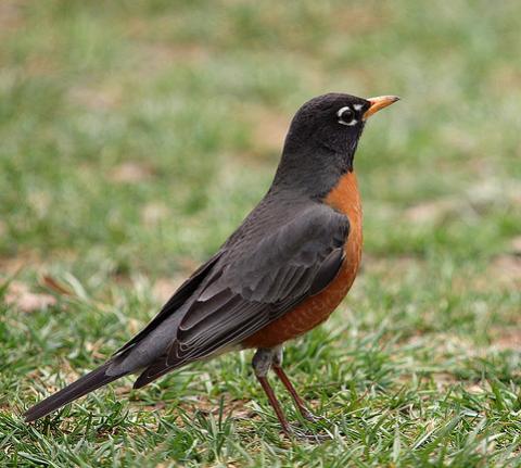 American Robin | State Symbols USA