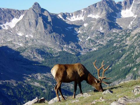 Elk browsing in Rocky Mountain National Park, Colorado