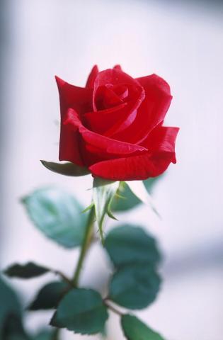 Rose: America's National Flower