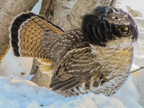Ruffed grouse displaying for a hen