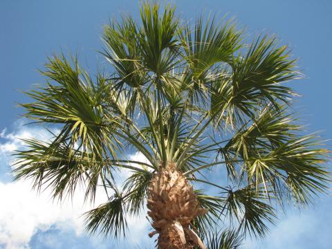 Cabbage palm tree (sabal palmetto)