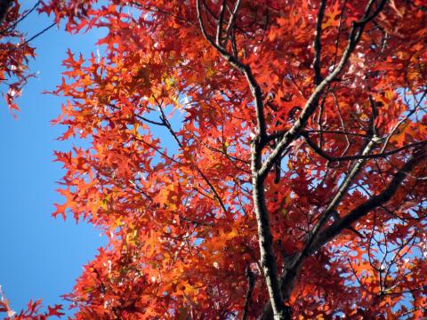 Scarlet oak tree (Quercus coccinea) in Rock Creek Park, Washington, DC, USA.