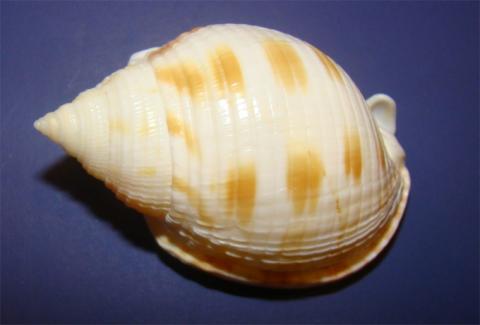 Scotch bonnet shell Scotch bonnet shell (Semicassis Granulata)