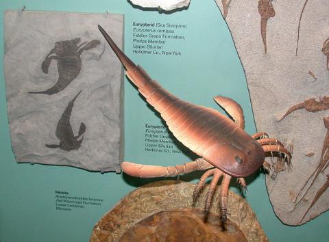 Prehistoric sea scorpion (Eurypterus remipes)