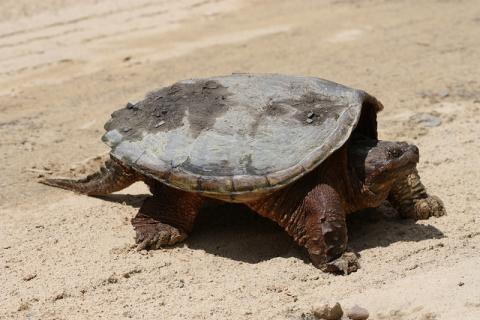 Chelydra serpentina (snapping turtle)