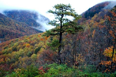 Mountain Bridge Wilderness Area in South Carolina