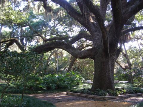 Southern live oak (Quercus virginiana) hung with Spanish moss
