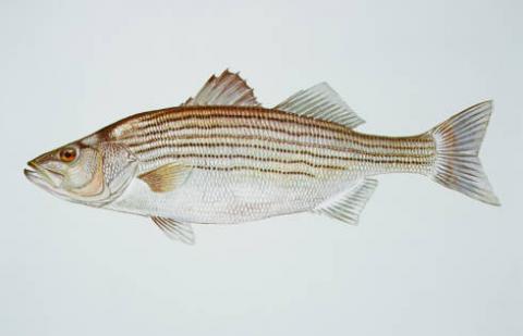 Striped bass or rockfish Striped bass (Morone saxatilis)