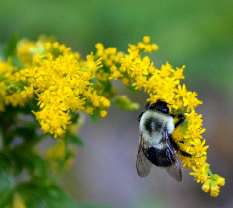 Bee on goldenrod Bee on goldenrod