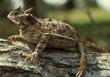 Texas State Reptile | Texas Horned Lizard