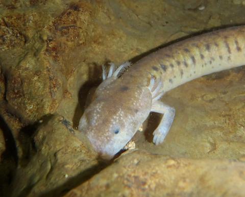 Tennessee cave salamander showing external gills