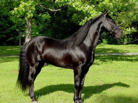 Tennessee walking horse Tennessee walking horse