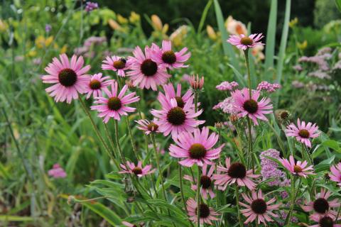 The Tennessee Purple Coneflower (echinacea tennesseensis); Tennessee state wildflower