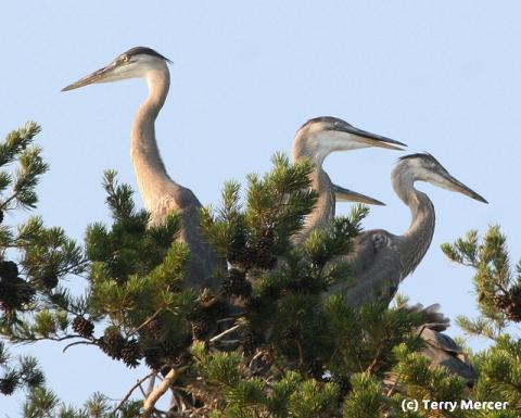 Tennessee wildlife Tennessee wildlife; baby herons