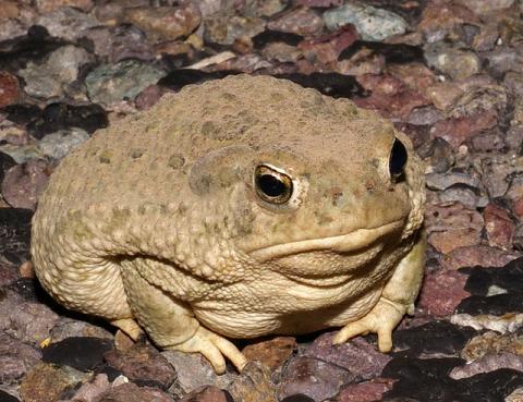Texas toad