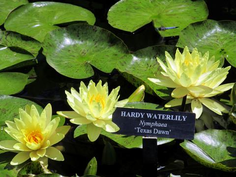 Nymphaea Texas Dawn waterlily Nymphaea Texas Dawn waterlily