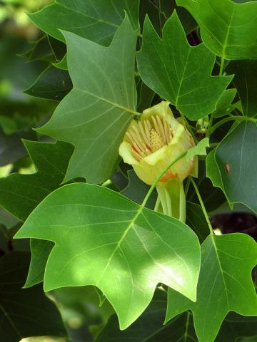Tulip tree Tulip tree