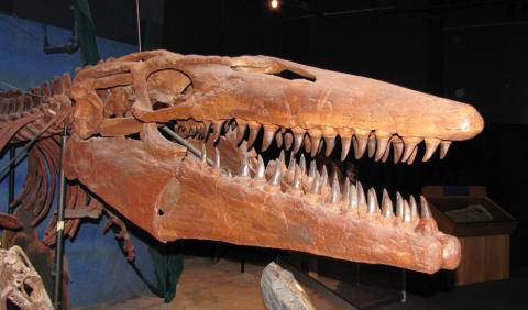 Tylosaurus fossil skull Tylosaurus fossil skull