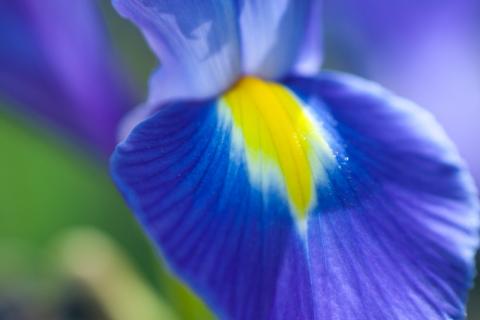 Close-up of iris at the University of Tennessee Botanical Gardens in Knoxville