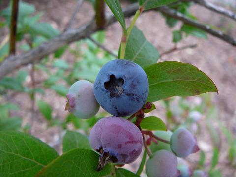Highbush blueberries Highbush blueberries