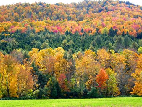 Vermont forest Vermont forest