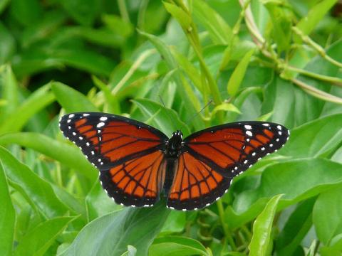 Viceroy butterfly Viceroy butterfly