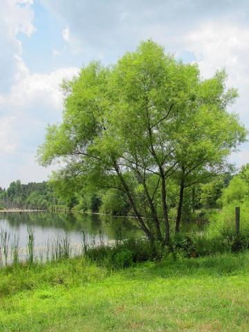 Summer tree in Prince Edward County, Virginia