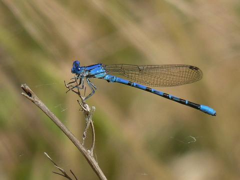 Vivid dancer damselfly Vivid dancer damselfly