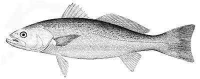 Weakfish (Cynoscion regalis)