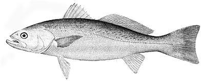 Weakfish (Cynoscion regalis) Weakfish (Cynoscion regalis)
