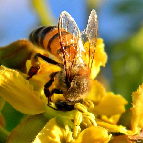 Western honey bee collecting nectar