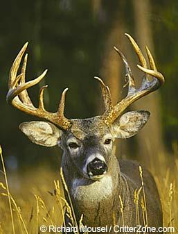 White-tailed deer buck White-tailed deer buck