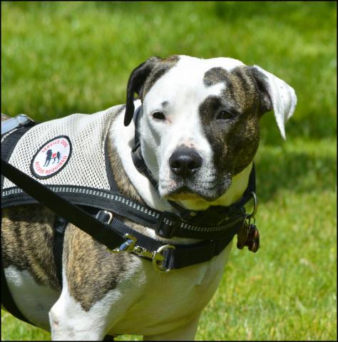 Working canine Working Canine - Service Dog