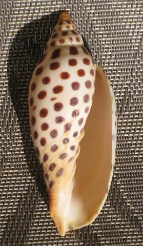 Junonia shell - Alabama state shell